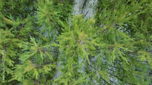 Top view of small pine trees in winter