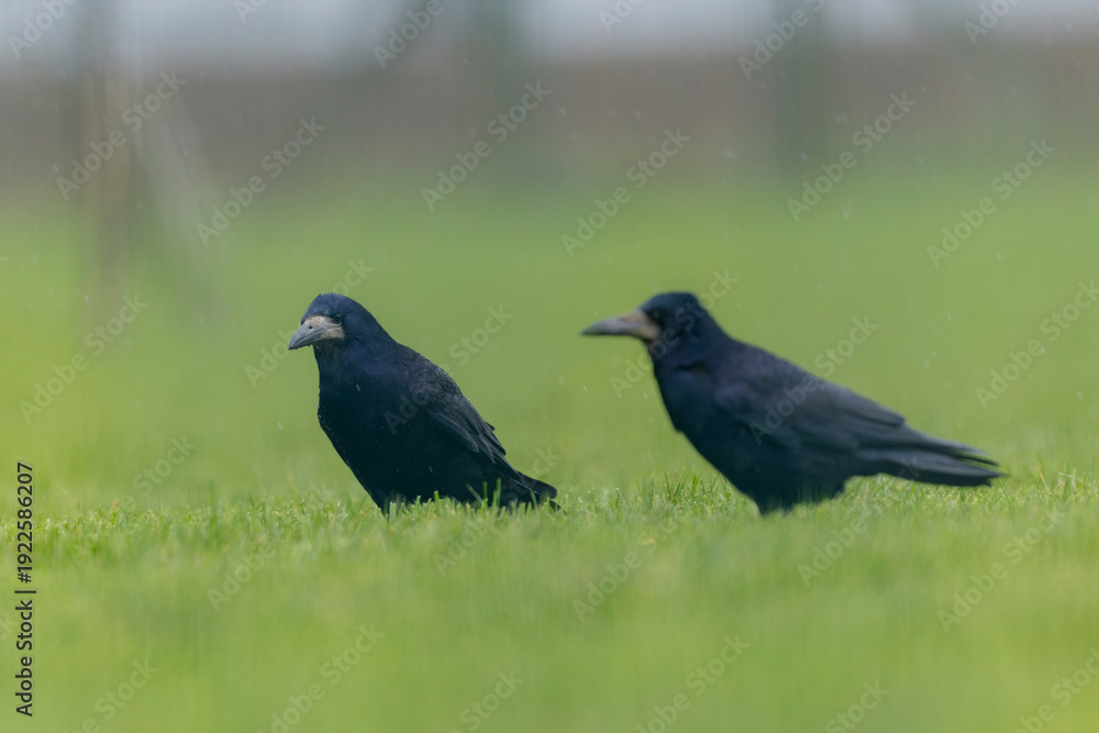 Fototapeta premium Rook Corvus frugilegus in a meadow in winter