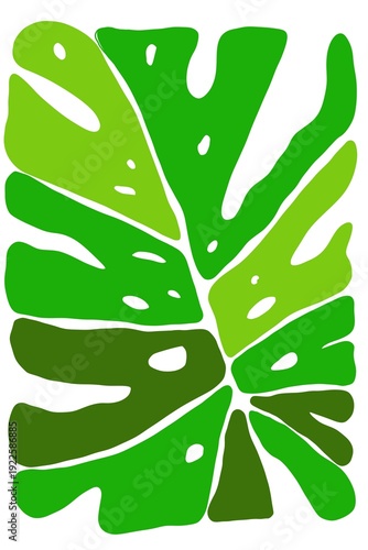Monstera leaves, big tropical jungle design pattern, Swiss Cheese Plant, close up, vector illustration isolated on white background