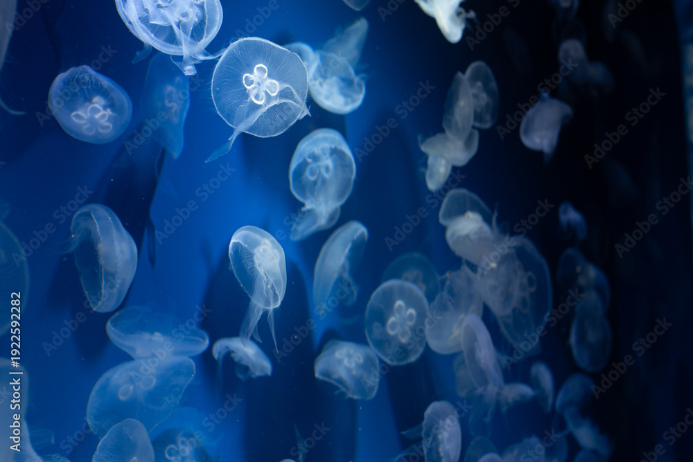 Obraz premium Moon Jellyfish Floating in Blue Aquarium Water 青い海を漂うミズクラゲ