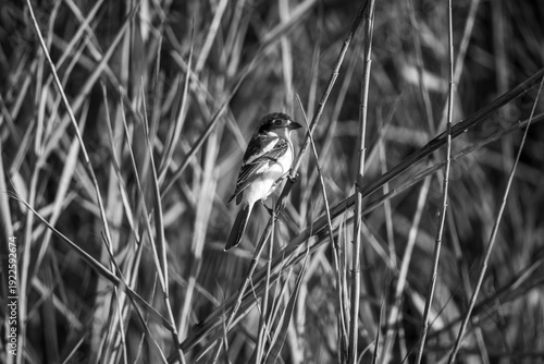 bird on the grass