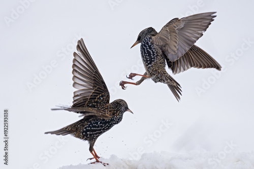 Star (Sturnus vulgaris) fliegend im aggressiven Revierkampf,  Baden-Württemberg, Deutschland