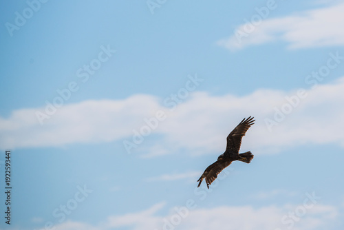 bird in flight