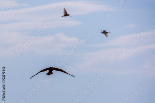 pelicans in flight