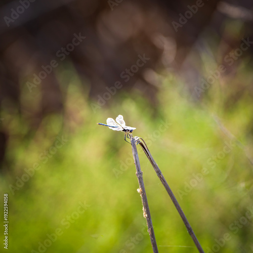 dragonfly on the rock