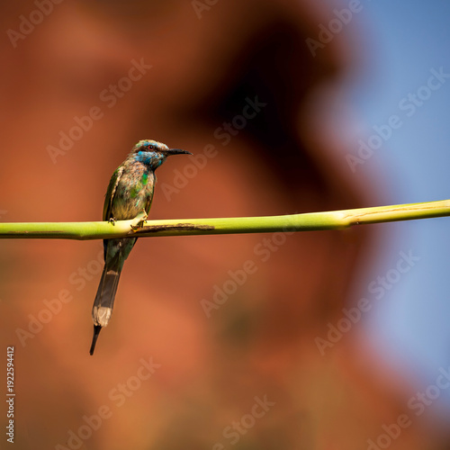 blue tit on branch