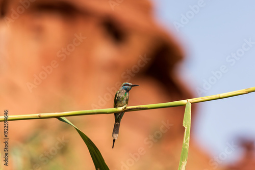 blue tit on branch