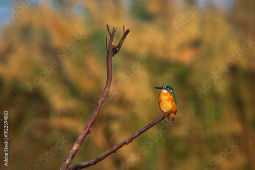 red backed shrike on a branch