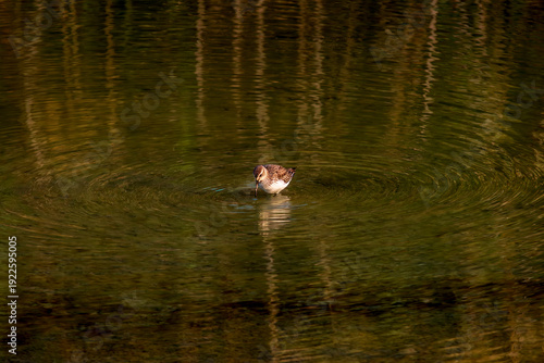duck in the water