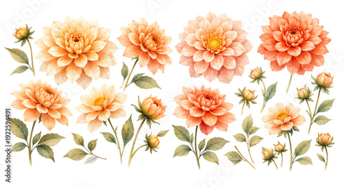 A charming watercolor collection of dahlia flower clipart, including peach blooms, layered petals, flower buds, and soft green leaves.