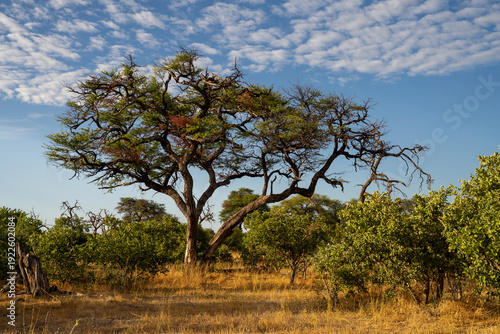 Tableau sur toile Majestic Acacia Tree in the Botswana Savannah Under a Mottled Blue Sky