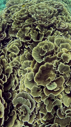 Pristine hard coral reef with layered coral formations in clear blue water. Natural underwater background showing healthy marine ecosystem, tropical ocean biodiversity. Bali