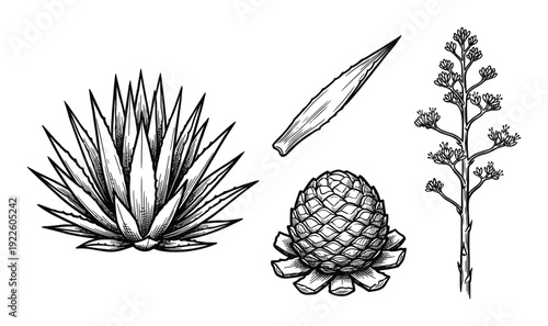 Agave Plant Vector Illustration, desert succulent plant, cone and flowering stalk detailed drawing