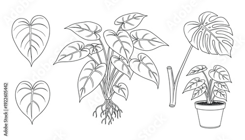 Anthurium plant line art illustrations set featuring potted plant, leaves, stem, and roots