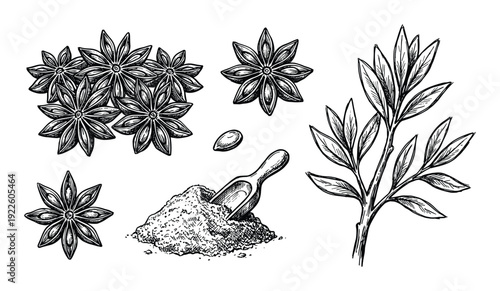 Anise star spice illustration with powder, plant. Black and white botanical drawing, herbal ingredient.