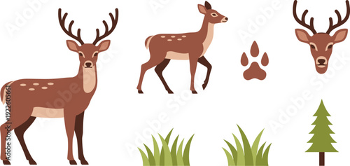 Wild Deer Vector Set with Buck Doe Fawn and Antlers Isolated on White Background for Forest Wildlife Design