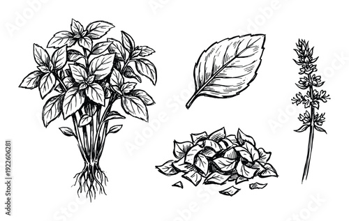 Basil plant sketch with leaves and flowers. Hand-drawn aromatic herb illustration