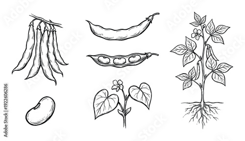 Bean plant vector illustration: stages, pods, plant, seed, open pod and sprouts, growth, and black line art.