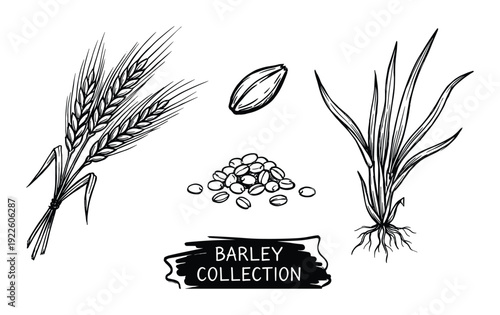 Barley collection vector illustration. Barley seeds, plant, and grain detailed drawing