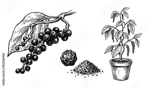 Black pepper plant illustration with peppercorns and ground pepper drawing