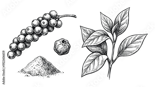 Black peppercorns bunch, powder, seed and leaves drawing vector illustration