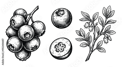 Blueberry botanical illustration, bunch, sliced berry, plant branch. Hand drawn vintage design element