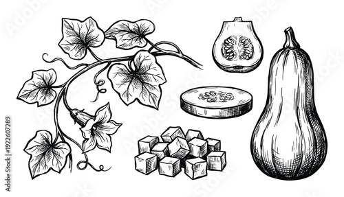 Butternut squash illustration, vine, leaves, sliced, diced squash drawing vector