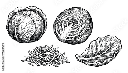 Cabbage vector illustration, head, half, shredded cabbage and leaf