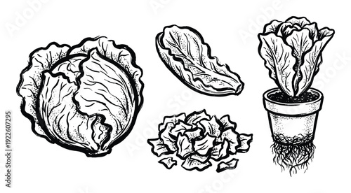 Cabbage sketch collection. Cabbage head, lettuce leaf, shredded cabbage and cabbage with roots in pot.