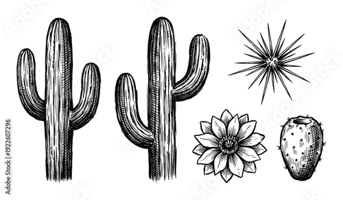 Cactus sketch illustration set, saguaro cactus, flower, and fruit, hand drawn vector art