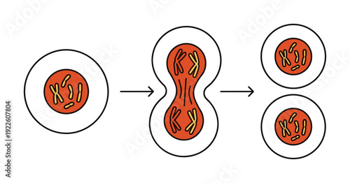 Cell division mitosis illustration. Chromosomes divide, resulting in two daughter cells, showing process