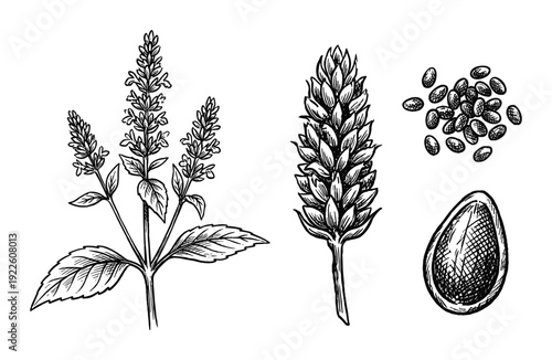 Chia plant drawing with flowers and seeds sketch botanical illustration