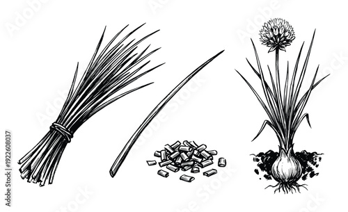 Chives Illustration, Bunch, Single, Chopped, Flowering Plant with Bulb and Roots Black and White Drawing