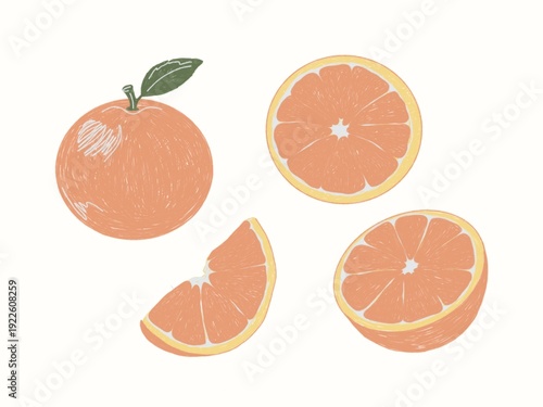 Hand Drawn Orange Set – Whole Fruit and Slices, Minimalist Food Illustration Collection