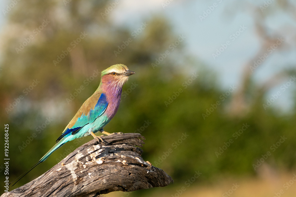Obraz premium Can you give me a title, caption and 20 keywords, csv of the last photo for adobe photo stock