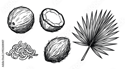 Coconut set with half, shavings, husk, whole fruit and palm leaf vector illustration.
