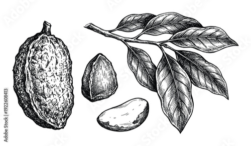 Cocoa beans pod, leaves illustration in detailed black and white drawing style.