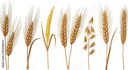 Realistic cereal grain vector set with wheat, barley, millet and oats. Detailed botanical illustration for agriculture, farming and organic food packaging design.