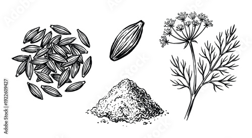 Detailed botanical illustration of cumin seeds, powder, and plant