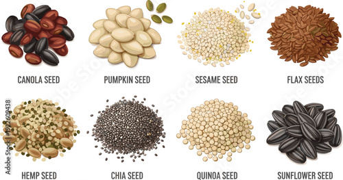 Healthy seeds vector collection with names. Canola, pumpkin, sesame, flax, hemp, chia, quinoa and sunflower illustration. Superfood ingredient set for nutrition and packaging design.