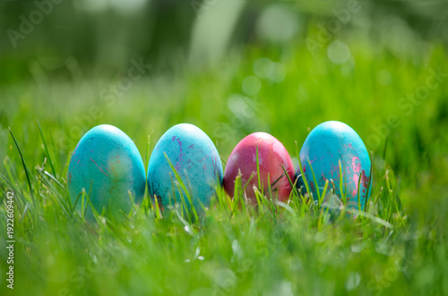 Easter eggs hiding in the grass