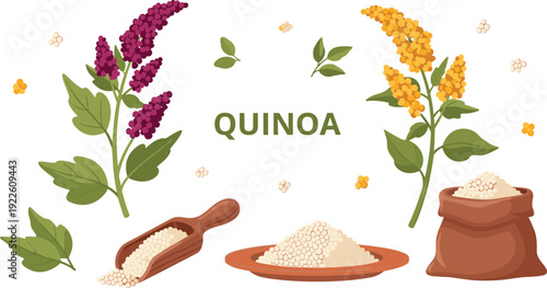 Quinoa plant and grain vector set. Organic superfood flowers with bowl and sack. Healthy vegan ingredient illustration for grocery and nutrition packaging design.