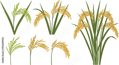 Rice plant vector set. Green and golden paddy ears illustration collection. Detailed agriculture crop design for farm branding and organic food packaging.