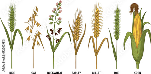 Cereal crops vector set with rice, oat, buckwheat, barley, millet, rye and corn. Detailed botanical grain illustrations for agriculture, farming and organic food packaging design.