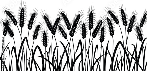 Wheat field silhouette vector illustration. Black cereal crop landscape with tall grass and grain spikes. Rustic agriculture design for farm branding and harvest concept.