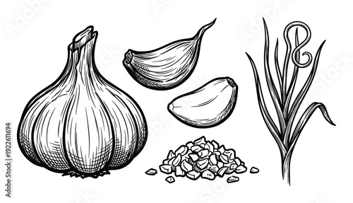 Garlic bulb and cloves drawing, garlic sprouts, chopped pieces illustration