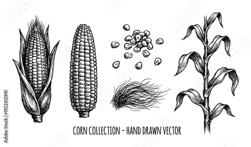 Hand-drawn corn collection vector illustration with corn, corn kernels, husk, and corn stalk