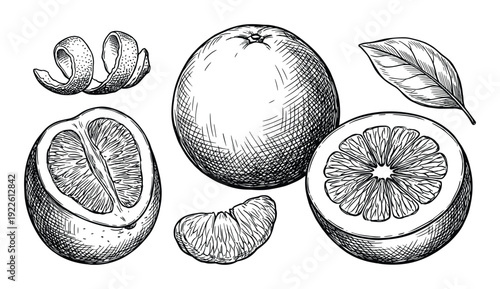 Hand-drawn illustration of citrus fruits including oranges and tangerine