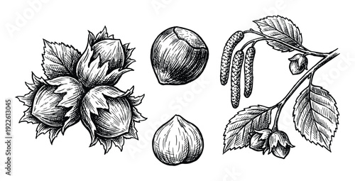 Hand-drawn vector illustration of hazelnuts, including nuts with leaves and nuts on a branch.