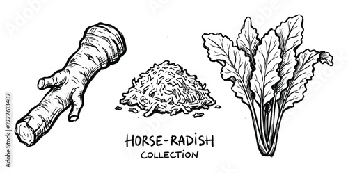 Horseradish collection vector illustration of root, grated and leaves